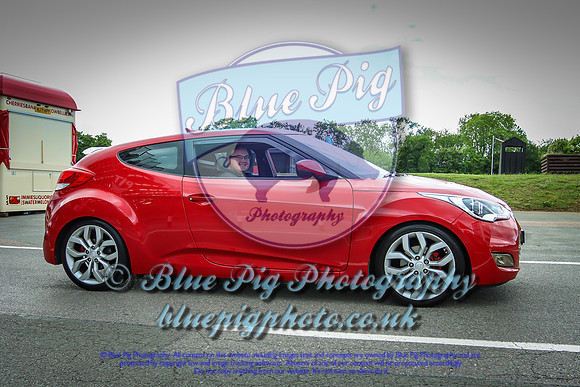 Blue Pig Photos-17