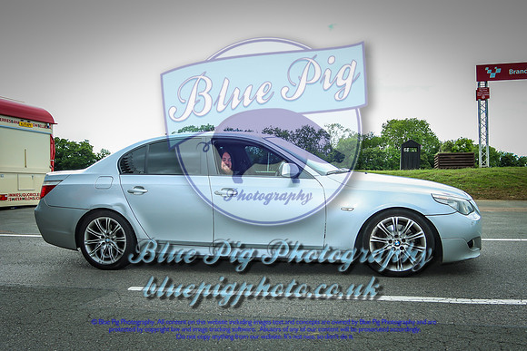 Blue Pig Photos-18