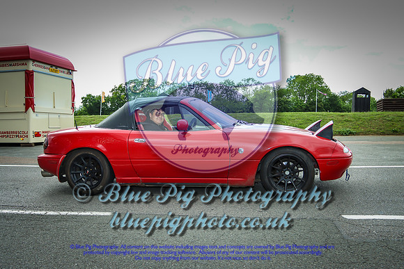 Blue Pig Photos-20