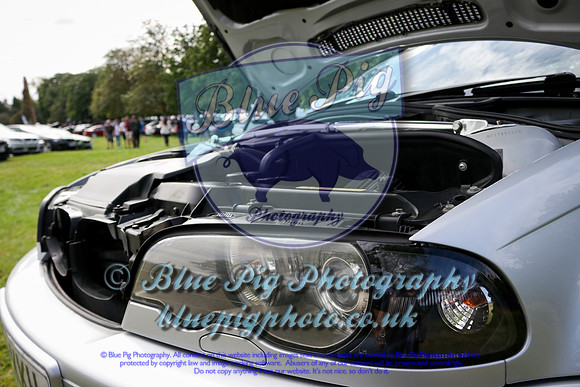 Blue Pig Photos-5