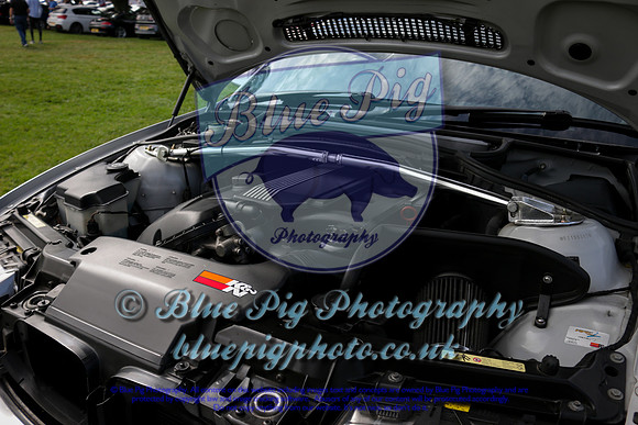 Blue Pig Photos-4