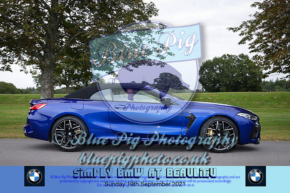 Blue Pig Photos-583