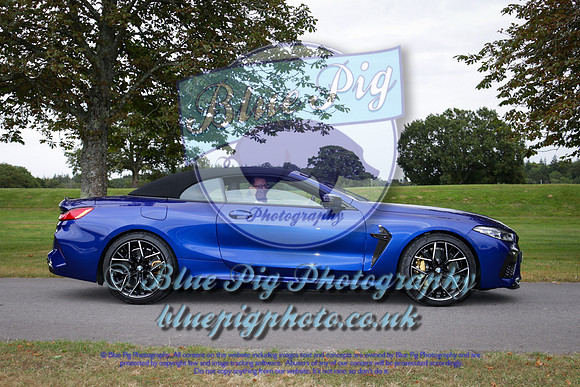 Blue Pig Photos-2