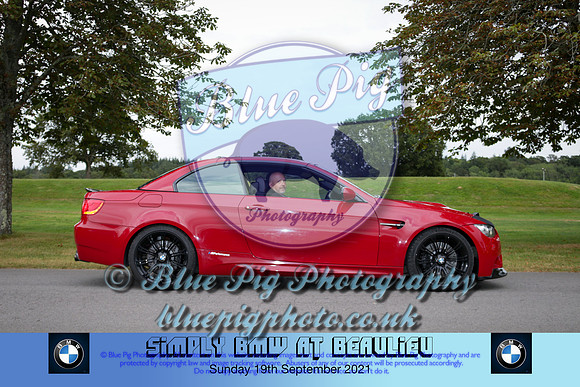 Blue Pig Photos-591