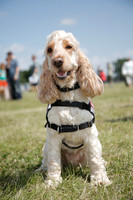 Dog Show Live The Hop Farm 21.6.14