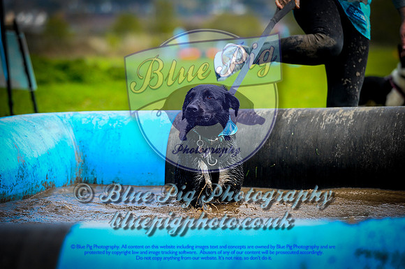 Dog imageV2