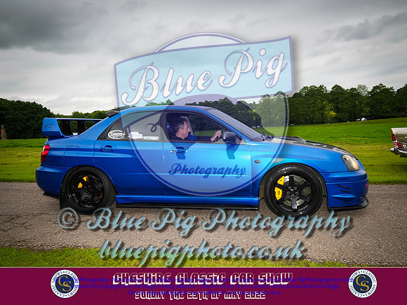 Blue Pig Photos-10-2