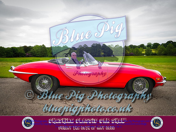 Blue Pig Photos-1-2
