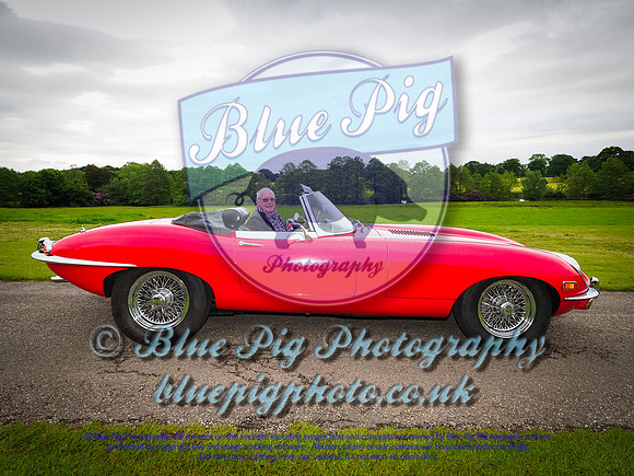 Blue Pig Photos-1