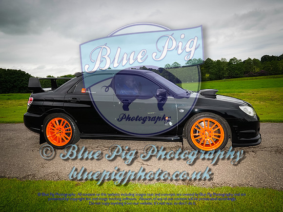 Blue Pig Photos-6
