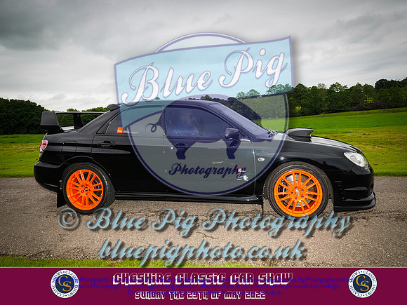 Blue Pig Photos-6-2