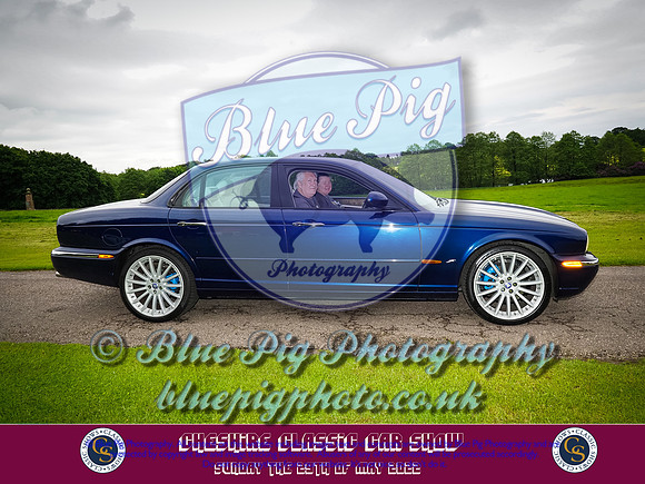Blue Pig Photos-3-2