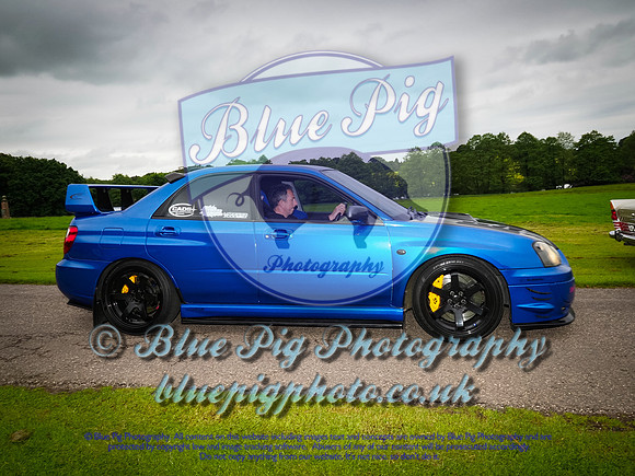 Blue Pig Photos-10