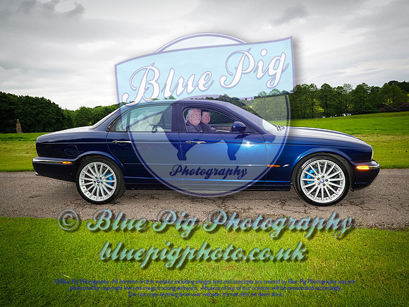 Blue Pig Photos-3