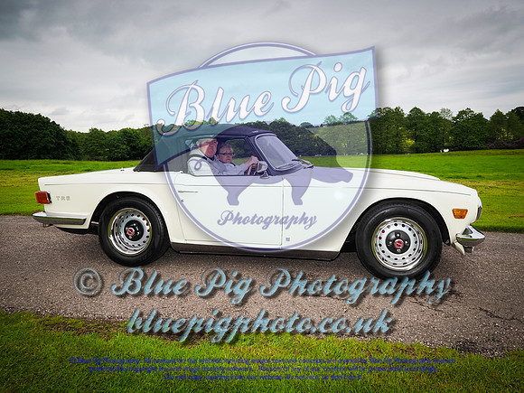 Blue Pig Photos-5