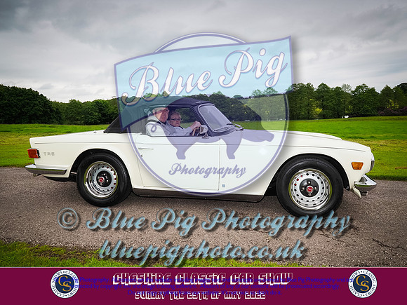 Blue Pig Photos-5-2