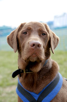 Dog Show Live 2014