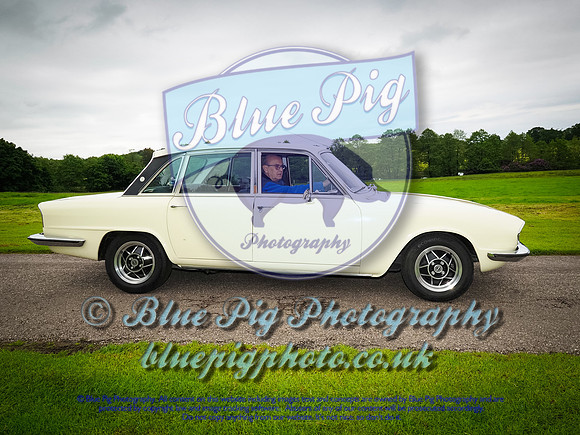 Blue Pig Photos-4