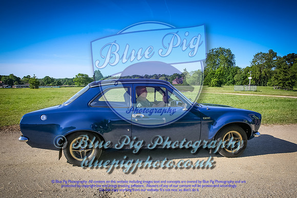 Blue Pig Photos-1